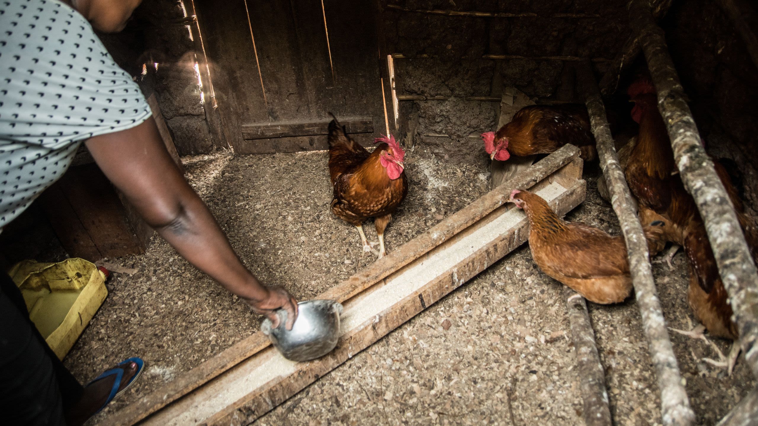 A member of the Urumuri women’s group feeds chickens in their coop.