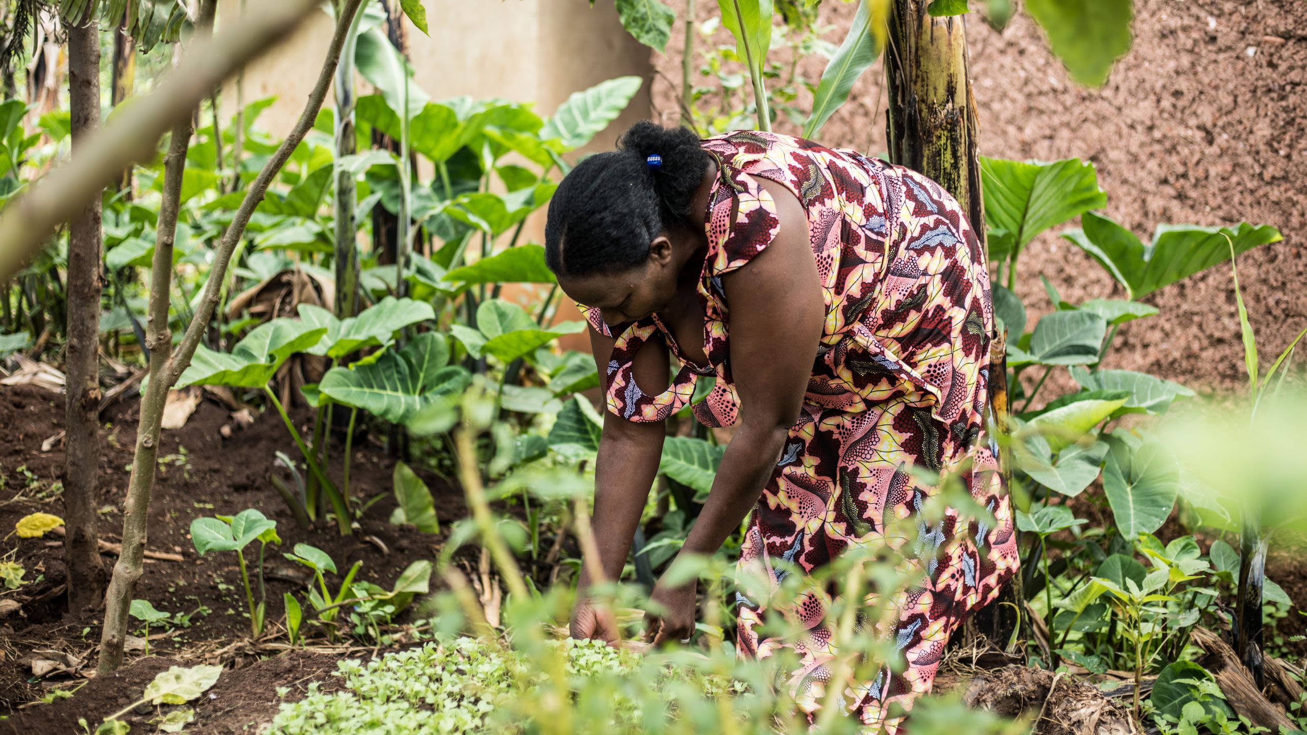 A woman in a patterned dress cares for her garden.