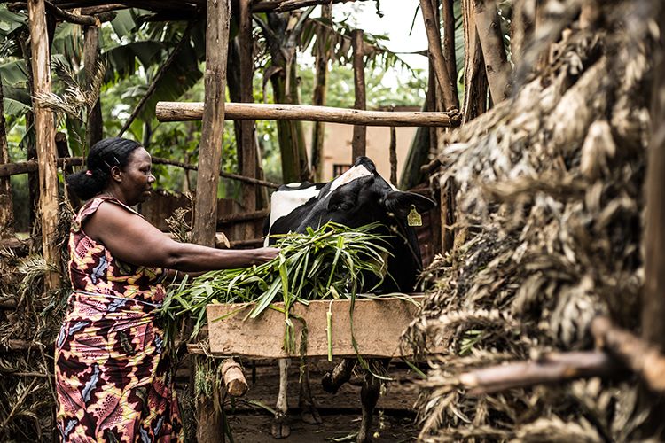 A woman feeds her cow fresh grass in Rwanda.