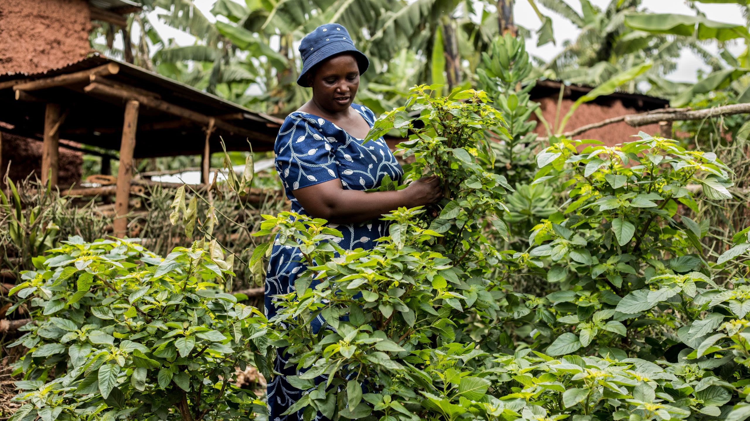 A woman in a blue dress and hat examines the leaves of a dense foliage crop.