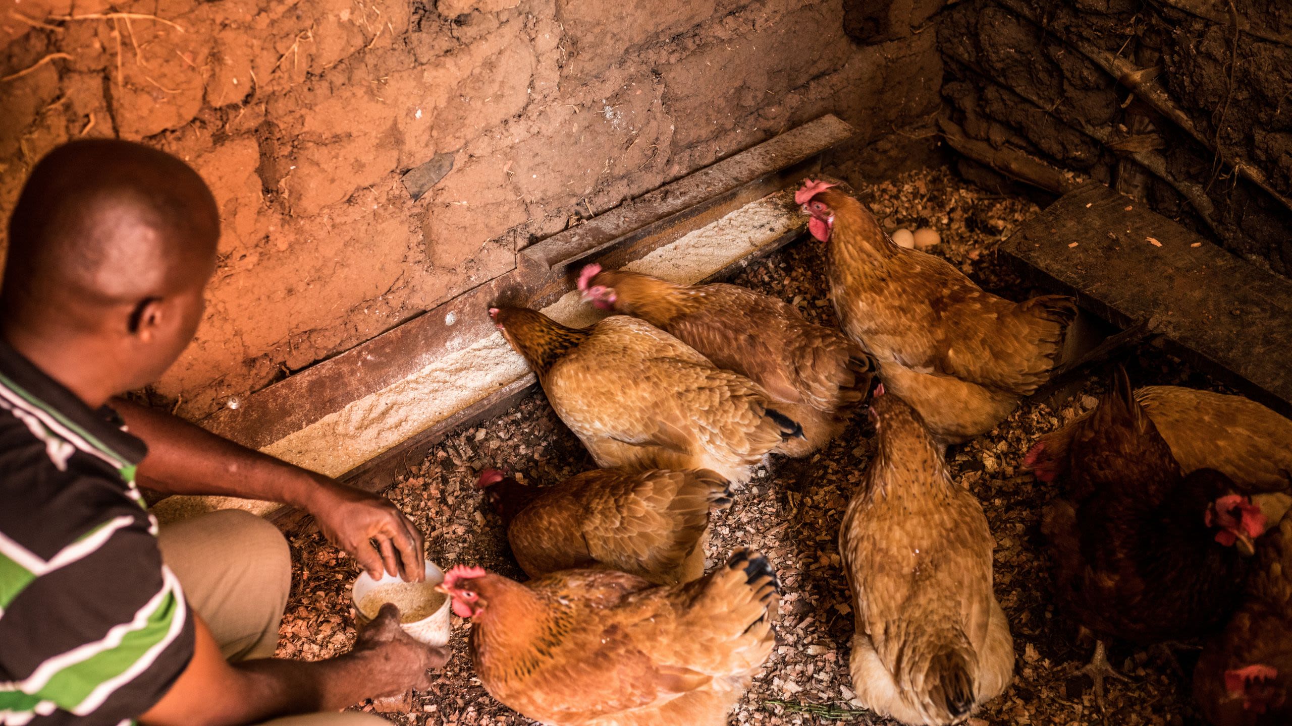 A man crouches down to feed a group of brown chickens inside a coop.