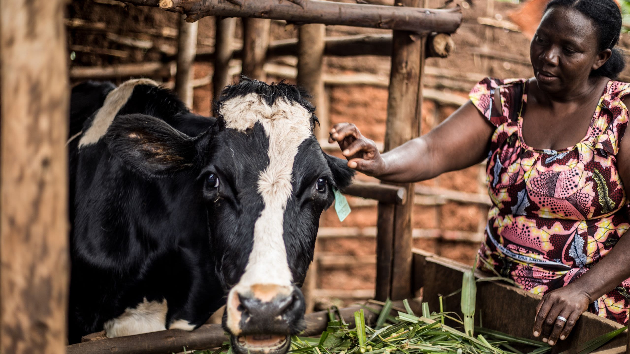 A woman in a patterned dress gently touches a dairy cow's head while standing in a cowshed.