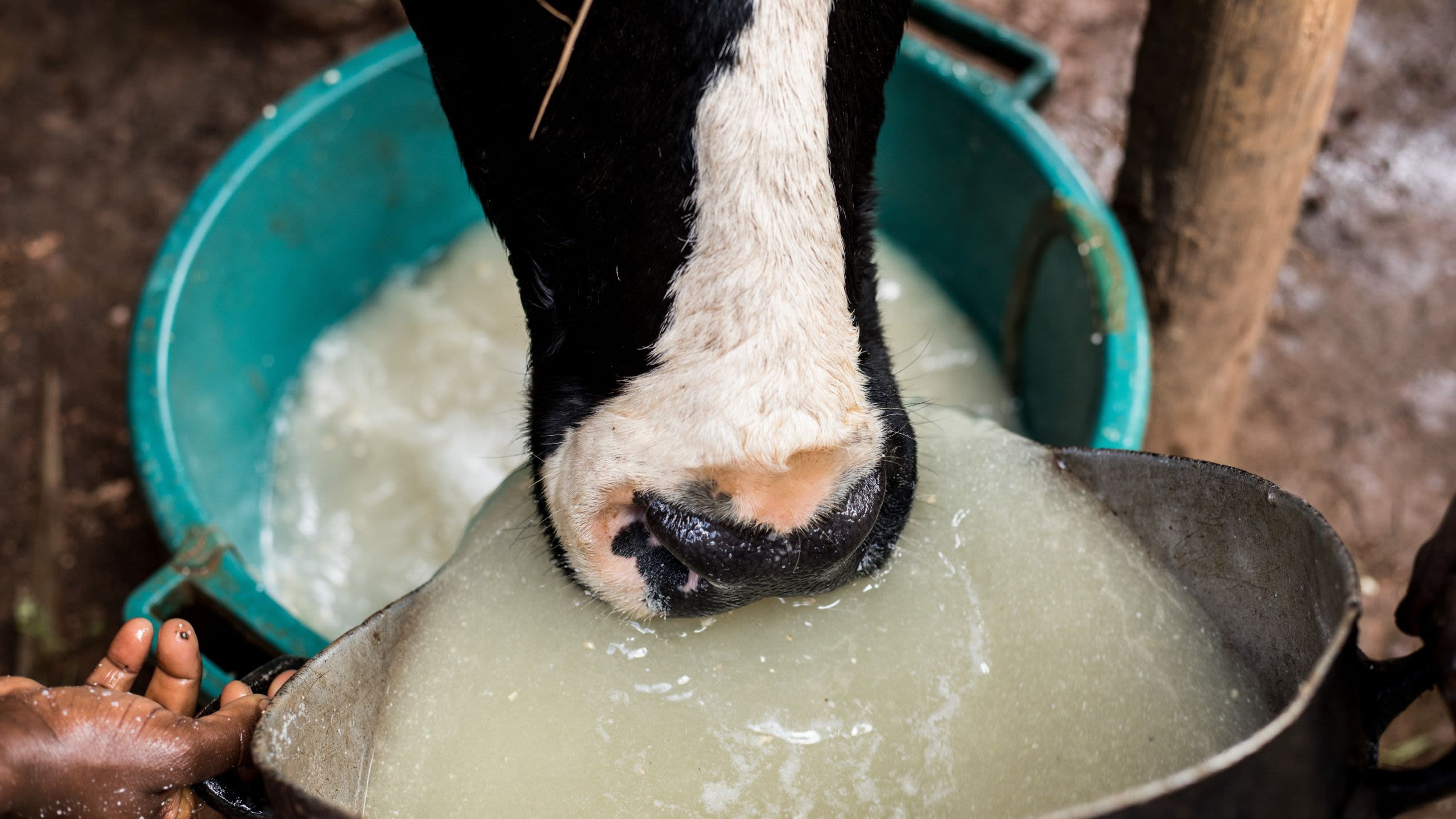 Close-up of a black and white cow's snout dipping into a metal trough.