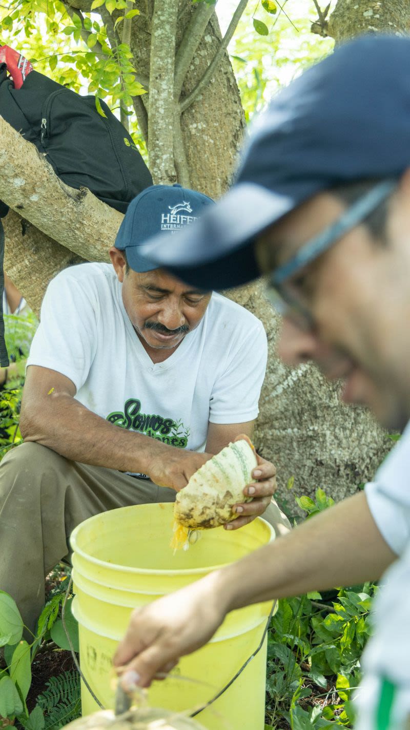 A man in a white shirt and baseball cap extract squash seeds into a yellow bucket while seated under a tree.