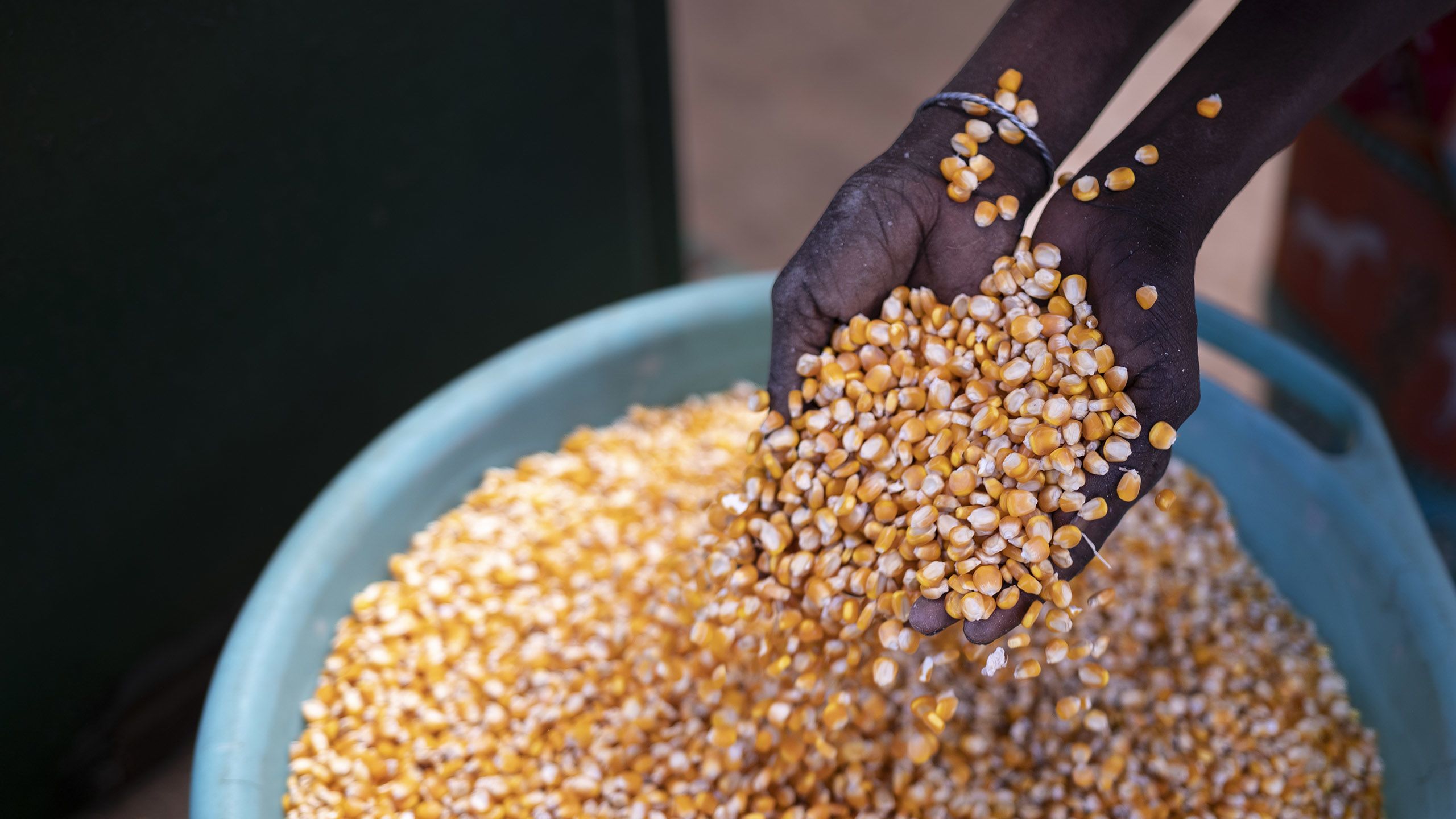Hands sorting through corn.