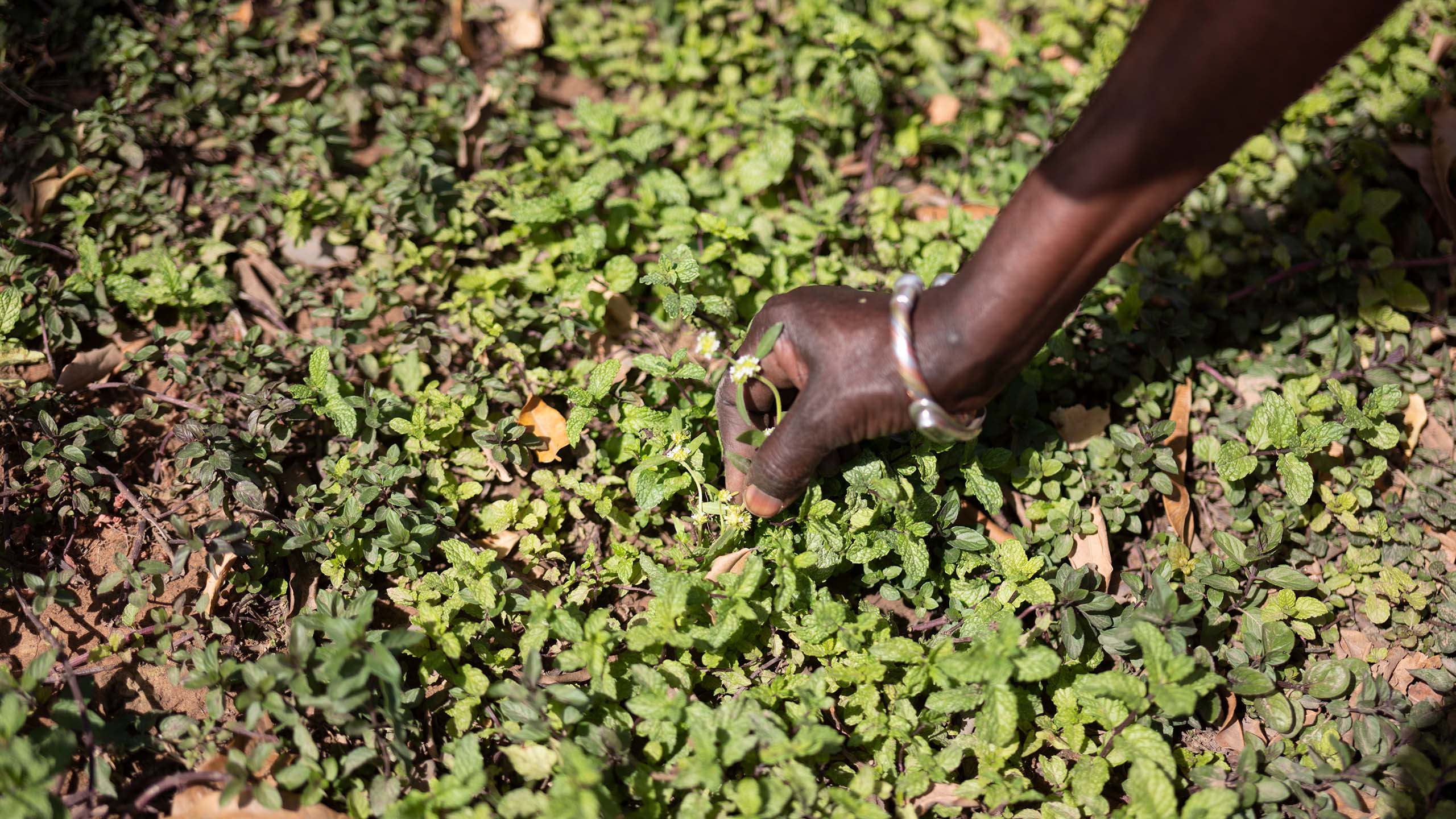 A farmer's hand tending a field.