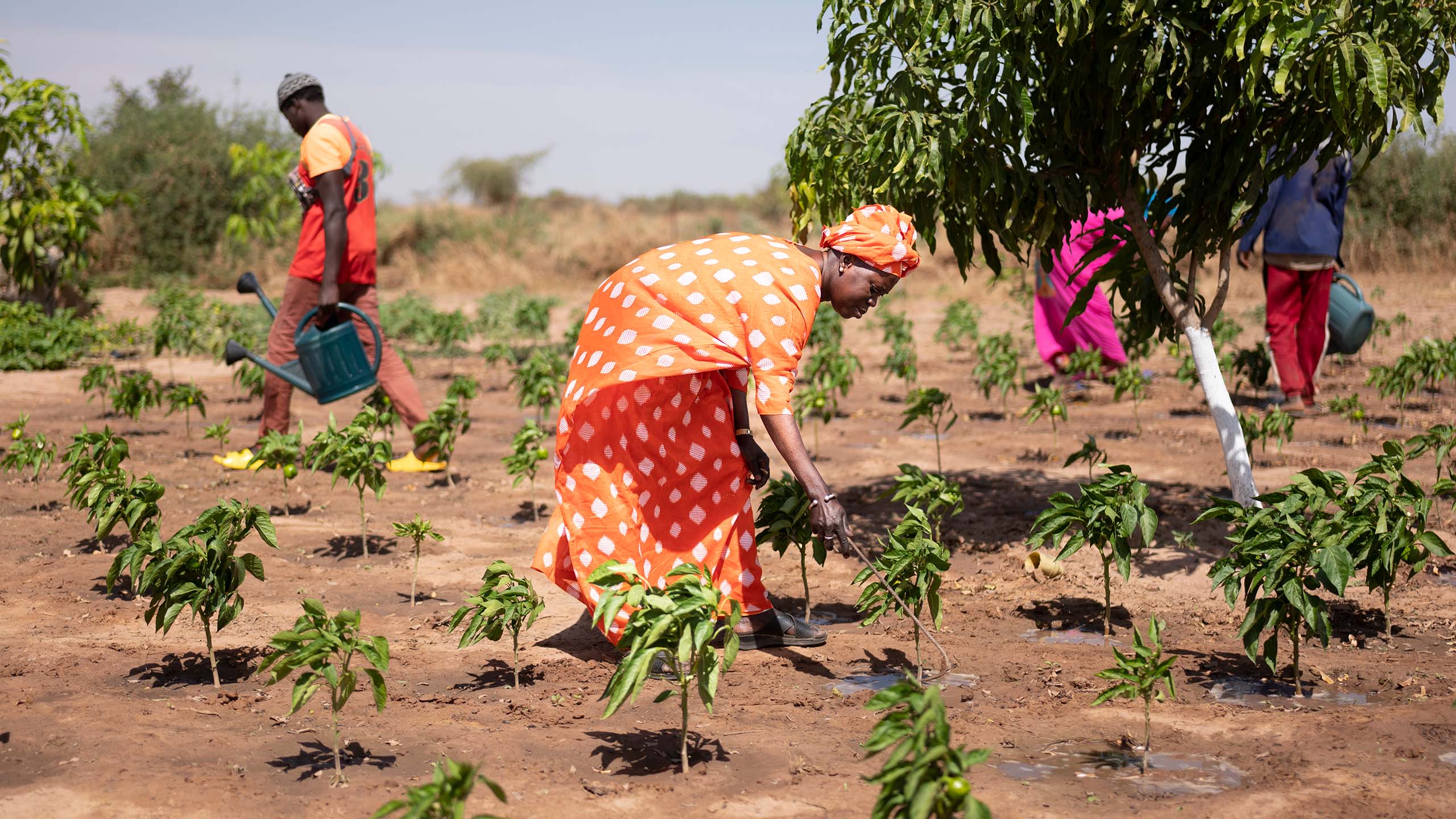 A woman tending vegetable plants in the Sahel.