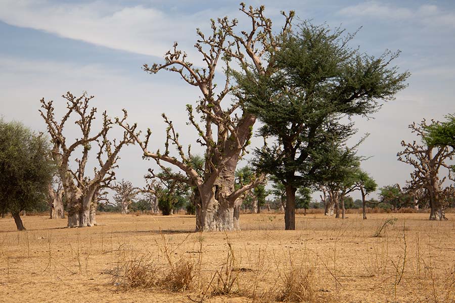 The dry Sahel landscape with a baobab tree.
